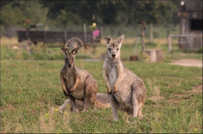 two kangaroos in a grass field at the Kangaroo creek farm in Kelowna